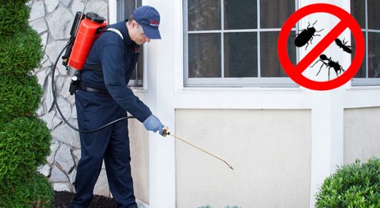 Dilovası Kemirgen İlaçlama böcek ilaçlama ve haşere kontrolü — ilaclama-tr.com